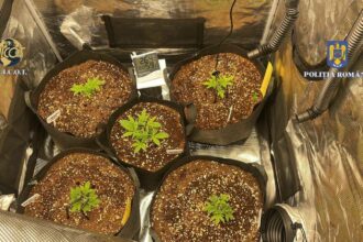 Dealer de cannabis din Visterna, Tulcea, prins cu 41 de plante și condamnat la aproape 5 ani de închisoare în primă instanță Imagine WhatsApp 2024 11 20 la 15.40.07 7ae8ea50