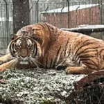 Un angajat de la Grădina Zoologică a murit după ce a fost atacat de un tigru Tigru de la Zoo Pitesti