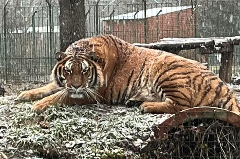 Un angajat de la Grădina Zoologică a murit după ce a fost atacat de un tigru Tigru de la Zoo Pitesti