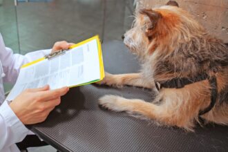 Actele necesare pentru adopția sau revendicarea câinilor din Adăpostul Public de Animale Abandonate Constanța 1 14