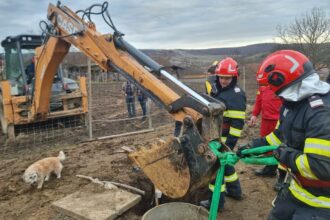 O poneiță gestantă a fost salvată de pompieri/ Căzuse într-o fântâna adâncă de patru metri Imagine WhatsApp 2025 01 28 la 12.14.51 b50e558f