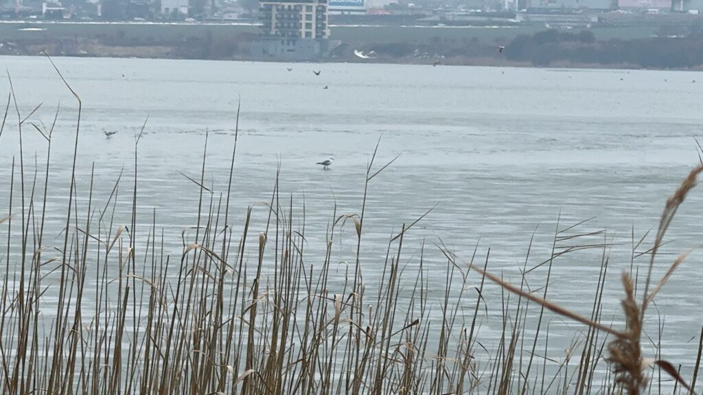 FOTO VIDEO Peisaj de iarnă la sfârșit de februarie/ Lacul Siutghiol a fost acoperit de gheață 4ac1e2e7 6392 484f b509 b693c4a48155