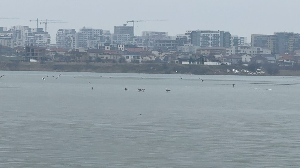 FOTO VIDEO Peisaj de iarnă la sfârșit de februarie/ Lacul Siutghiol a fost acoperit de gheață 7304e9a3 2a90 4222 a412 c10917b3d753