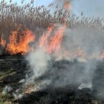 Incendiu de vegetație în apropiere de localitatea Măcin/ Ard 3 hectare de stuf VIDEO 9c062e9d 3dd6 4737 81bb cec73d4ea729