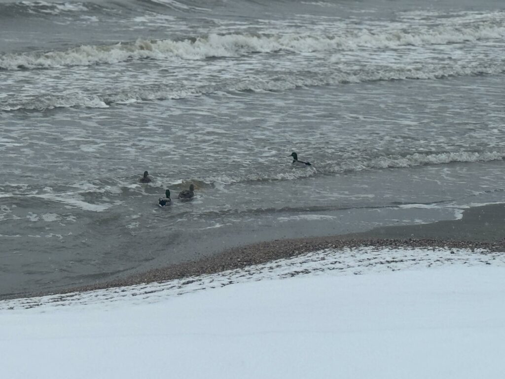 FOTO VIDEO Peisaj de poveste pe plaja din Mamaia. Oamenii au ieșit să admire covorul de zăpadă de la țărm WhatsApp Image 2025 02 16 at 14.34.28 2