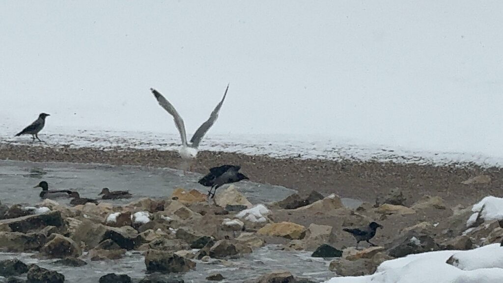 FOTO VIDEO Peisaj de poveste pe plaja din Mamaia. Oamenii au ieșit să admire covorul de zăpadă de la țărm WhatsApp Image 2025 02 16 at 14.34.31 4