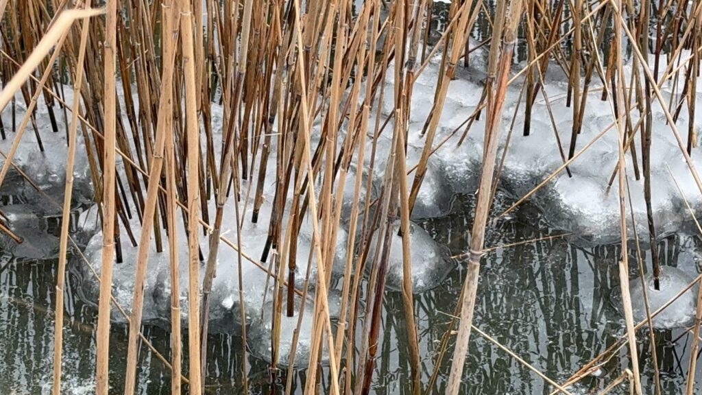 FOTO VIDEO Peisaj de iarnă la sfârșit de februarie/ Lacul Siutghiol a fost acoperit de gheață aad09da4 7516 4096 a648 6db1f257f2a6