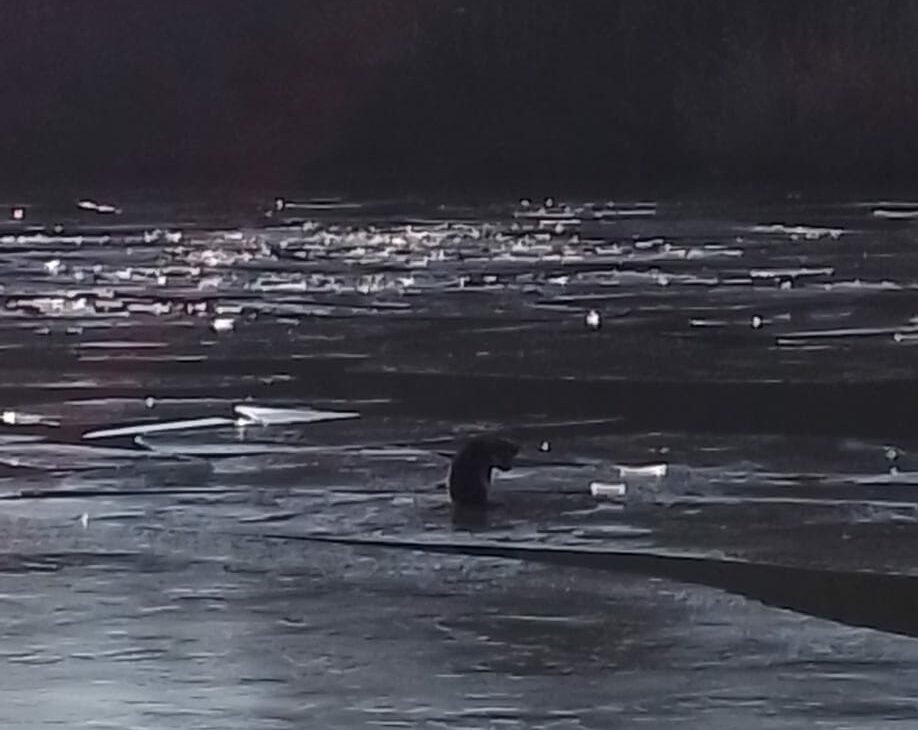 Alertă! FOTO VIDEO Pompierii constănțeni au salvat un câine prins în gheață pe lacul Tașaul UPDATE b9291f30 6347 4ef3 a539 22c8fe677e7a e1740405740705