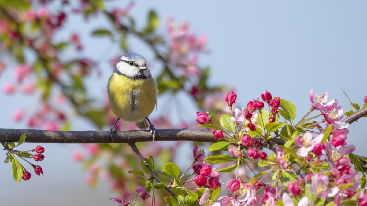 Martie vine cu vreme caldă: Prima lună de primăvară aduce temperaturi peste normalul perioadei/ Prognoza ANM martie vine cu vreme calda prima luna de primavara aduce temperaturi peste normalul perioadei prognoza anm 954899