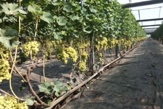 Activele din Rasova ale unei firme de cultivare a strugurilor, scoase la vânzare Struguri sera scaled 1