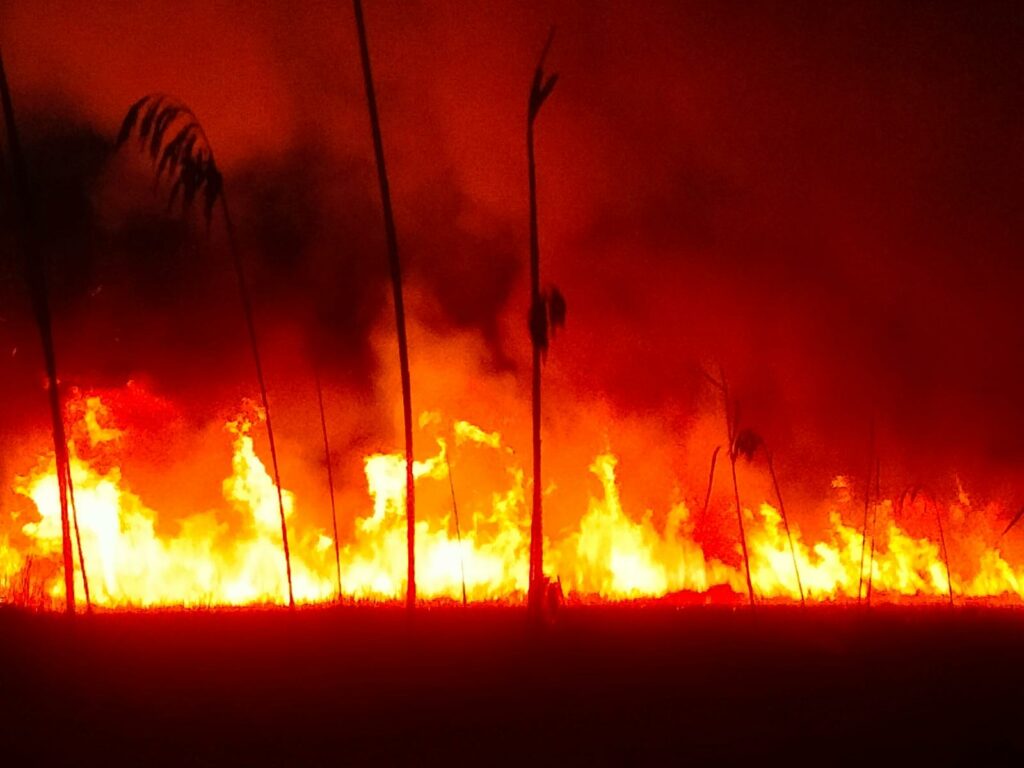 UPDATE Incendiu devastator în Delta Dunării: Pompierii s-au luptat cu flăcările pe o suprafață de peste 100 ha FOTO WhatsApp Image 2025 03 16 at 09.33.11