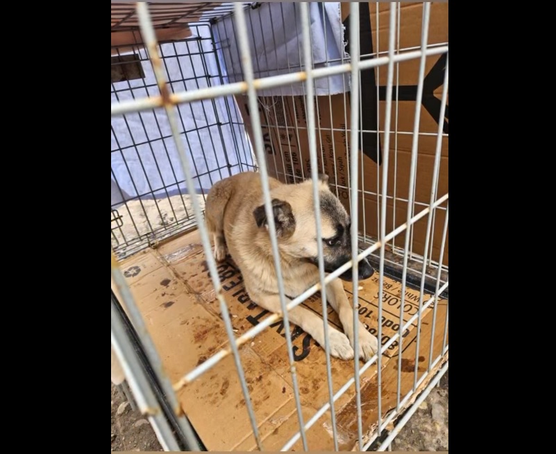 VIDEO Teribil! Zeci de animăluțe înfometate și abandonate, salvate de polițiștii constănțeni animalute