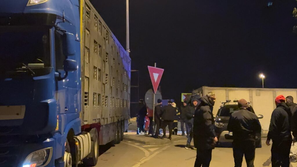 FOTO VIDEO Accident rutier la ieșirea de pe autostrada A4, Ovidiu/ Un TIR care transporta porci s-a răsturnat UPDATE b953fda7 f412 4eea a366 4e893228c933