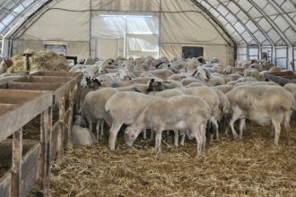 O fermă de oi va fi înființată cu fonduri europene, în comuna Siliștea/ Investiție estimată la peste 2,2 milioane de lei zoo 256 ferma barsan 3