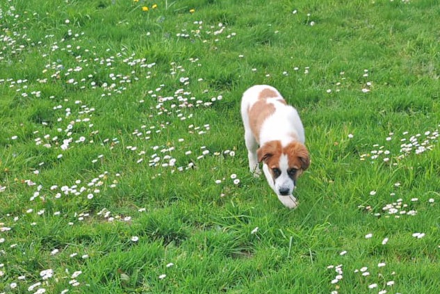 Final fericit pentru cățelușa Luna din Adăpostul de Animale Abandonate din Constanța/ A fost adoptată de o familie de români din Franța 2 Final fericit pentru cățelușa Luna din Adăpostul de Animale Abandonate din Constanța/ A fost adoptată de o familie de români din Franța 1 1 9