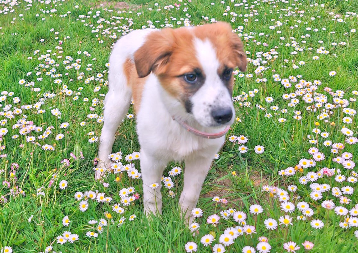 Final fericit pentru cățelușa Luna din Adăpostul de Animale Abandonate din Constanța/ A fost adoptată de o familie de români din Franța 1 2 10