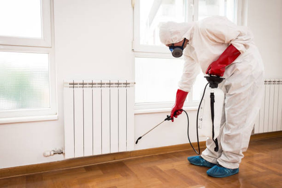 DGAS Constanța caută firmă pentru servicii de deratizare, dezinsecție și dezinfecție Firma Dezinsectie apartament Bucuresti Sector 1 bucatarie gandaci subsoluri restaurant bar cafenea terasa fast food solutii casa vila bloc