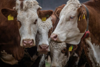 România a activat mecanismele de urgenţă pentru protejarea sănătăţii animalelor/ Apelul ANSVSA pentru fermieri febra aftosa