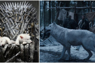 Primul proces de dez-extincţie din lume: Lupii străvechi din seria „Game of Thrones”, readuși la viață prin inginerie genetică lupi stravechi