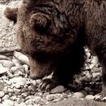 Turist străin, atacat de urs în timp ce încerca să-l hrănească, în apropierea unui hotel de pe Transfăgărășan 62533800