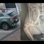 VIDEO Gest de o cruzime rară în orașul Ovidiu: Un șofer ar fi lovit intenționat un câine cu mașina 6fd05cce 2950 4354 9c87 b433b164df8a