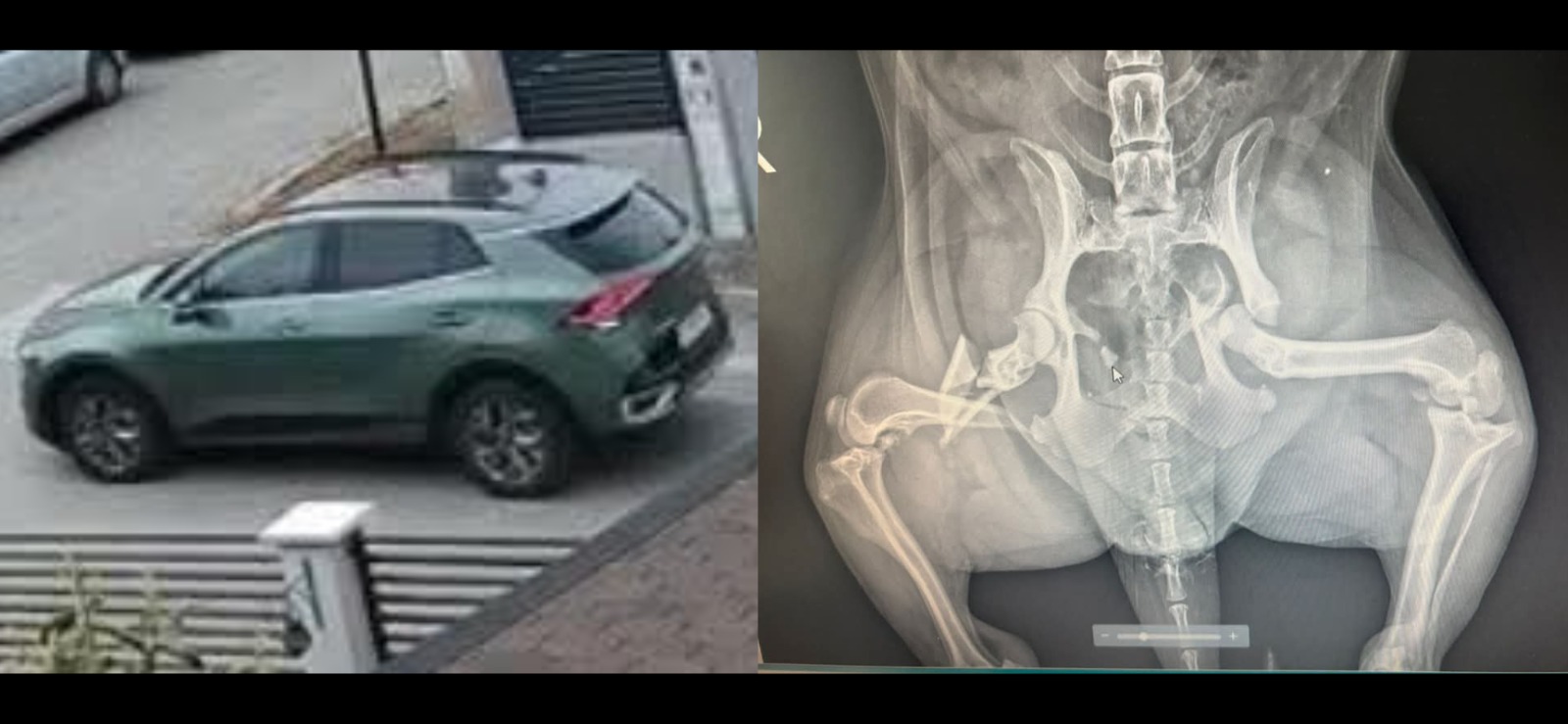 VIDEO Gest de o cruzime rară în orașul Ovidiu: Un șofer ar fi lovit intenționat un câine cu mașina 6fd05cce 2950 4354 9c87 b433b164df8a