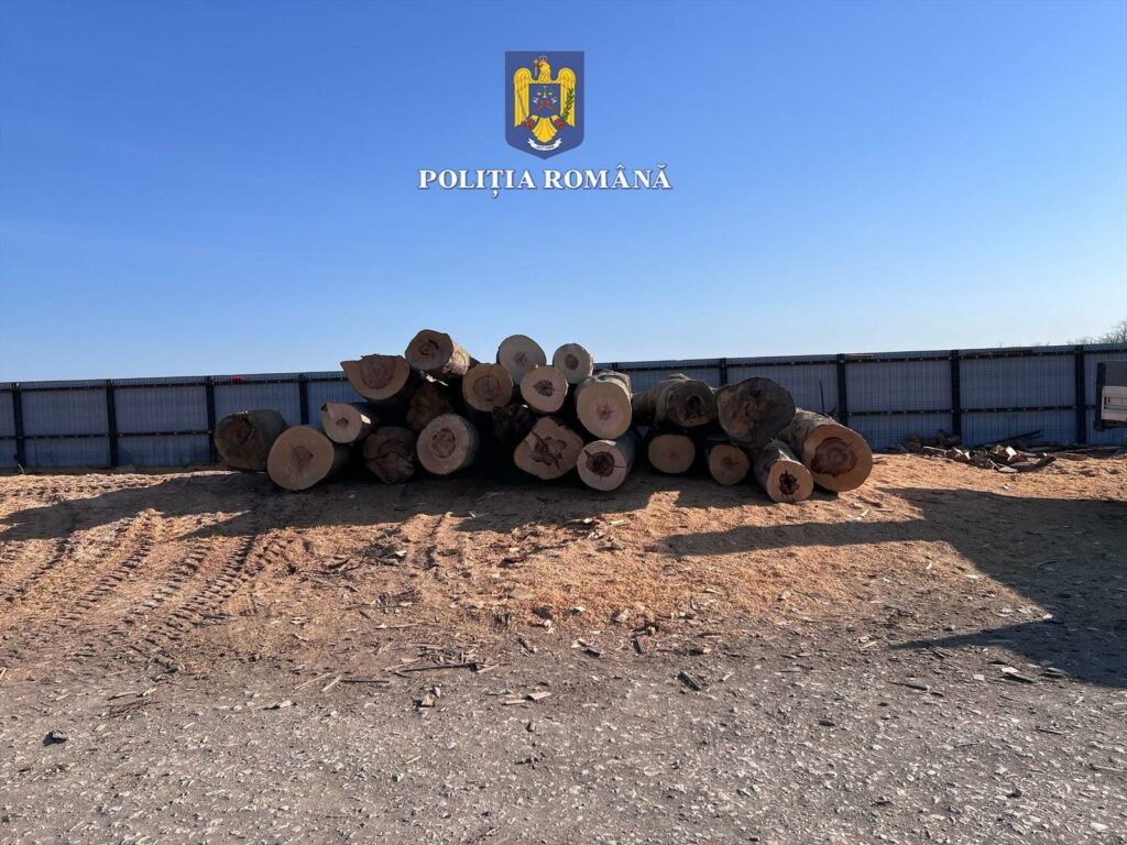 Societate comercială din Tuzla, anchetată pentru transport ilegal de lemne 2 Societate comercială din Tuzla, anchetată pentru transport ilegal de lemne 71b9f3b1 ca4a 4c22 8d55 306ac780490a