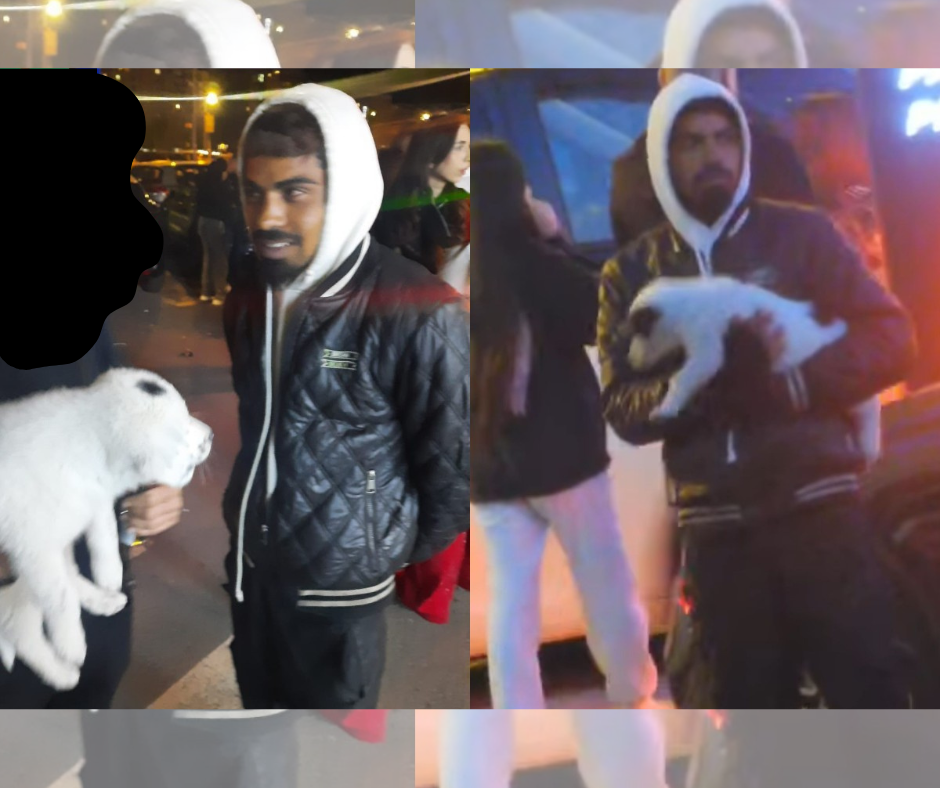 VIDEO Revoltător! Cerșetorie mascată cu un pui de CĂȚEL, în fața cluburilor din Mamaia Design fara titlu 22