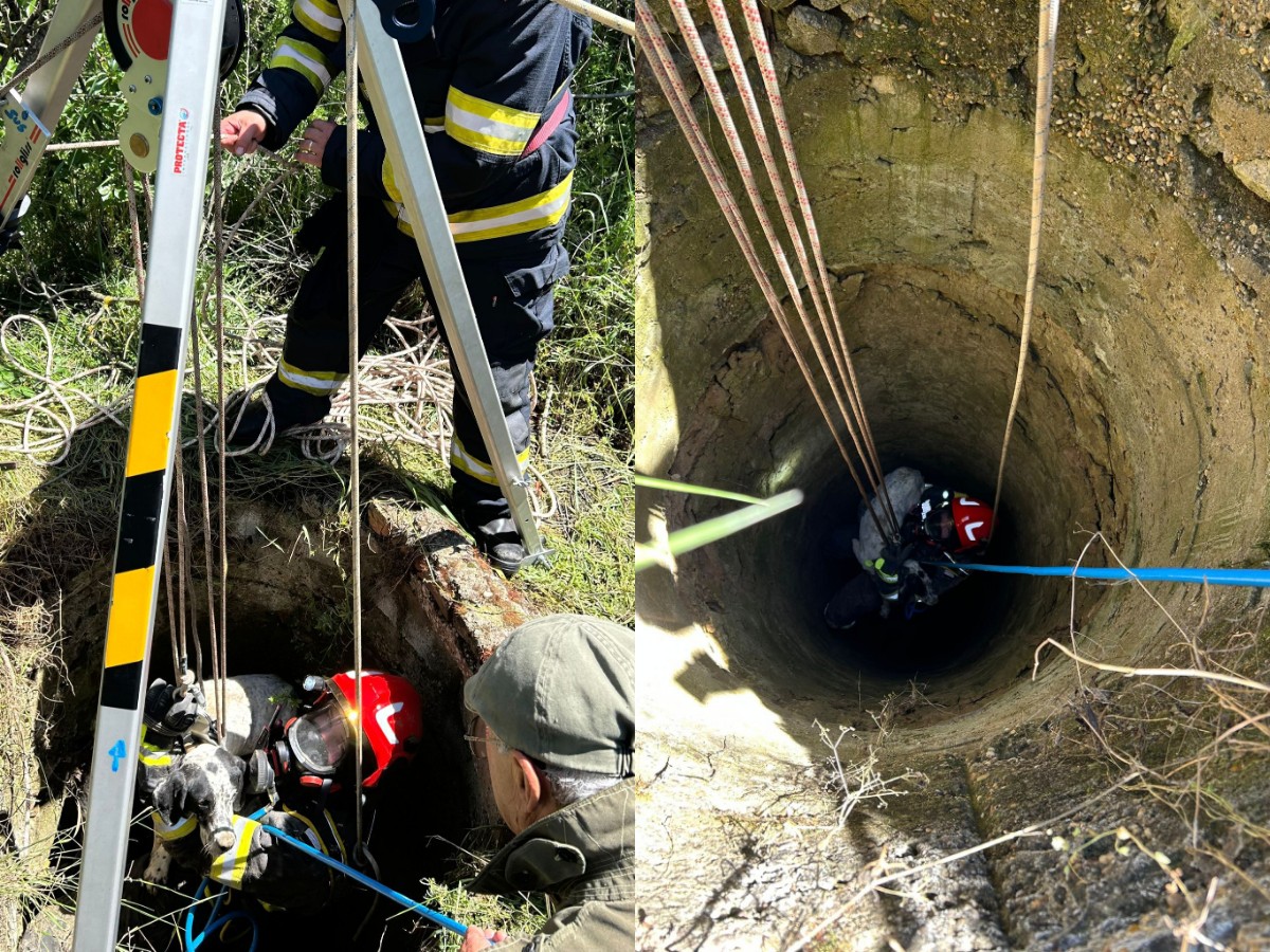 VIDEO Misiune de salvare la Cumpăna: Un câine căzut într-un canal, recuperat cu succes Fotoram.io 2025 05 20T131923.349