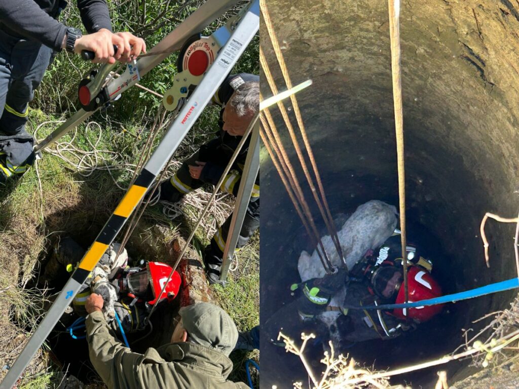 VIDEO Misiune de salvare la Cumpăna: Un câine căzut într-un canal, recuperat cu succes 2 VIDEO Misiune de salvare la Cumpăna: Un câine căzut într-un canal, recuperat cu succes Fotoram.io 2025 05 20T131946.306