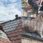 Raton capturat de pe acoperișul unei locuințe din localitatea Mihail Kogălniceanu Fotoram.io 2025 05 22T142601.424