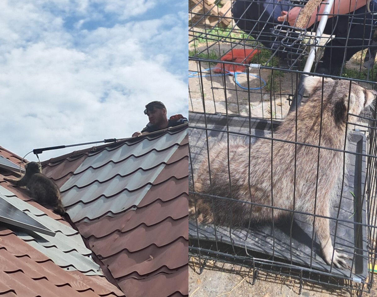 Raton capturat de pe acoperișul unei locuințe din localitatea Mihail Kogălniceanu Fotoram.io 2025 05 22T142601.424