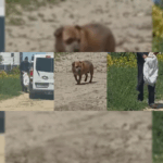 VIDEO/ CRUZIME! A abandonat un cățel ca pe un gunoi, în fața unui hotel din Mamaia Nord / Nici nu a privit în urmă Image Editor 2025 05 31T181303.713