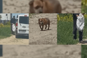 VIDEO/ CRUZIME! A abandonat un cățel ca pe un gunoi, în fața unui hotel din Mamaia Nord / Nici nu a privit în urmă Image Editor 2025 05 31T181303.713