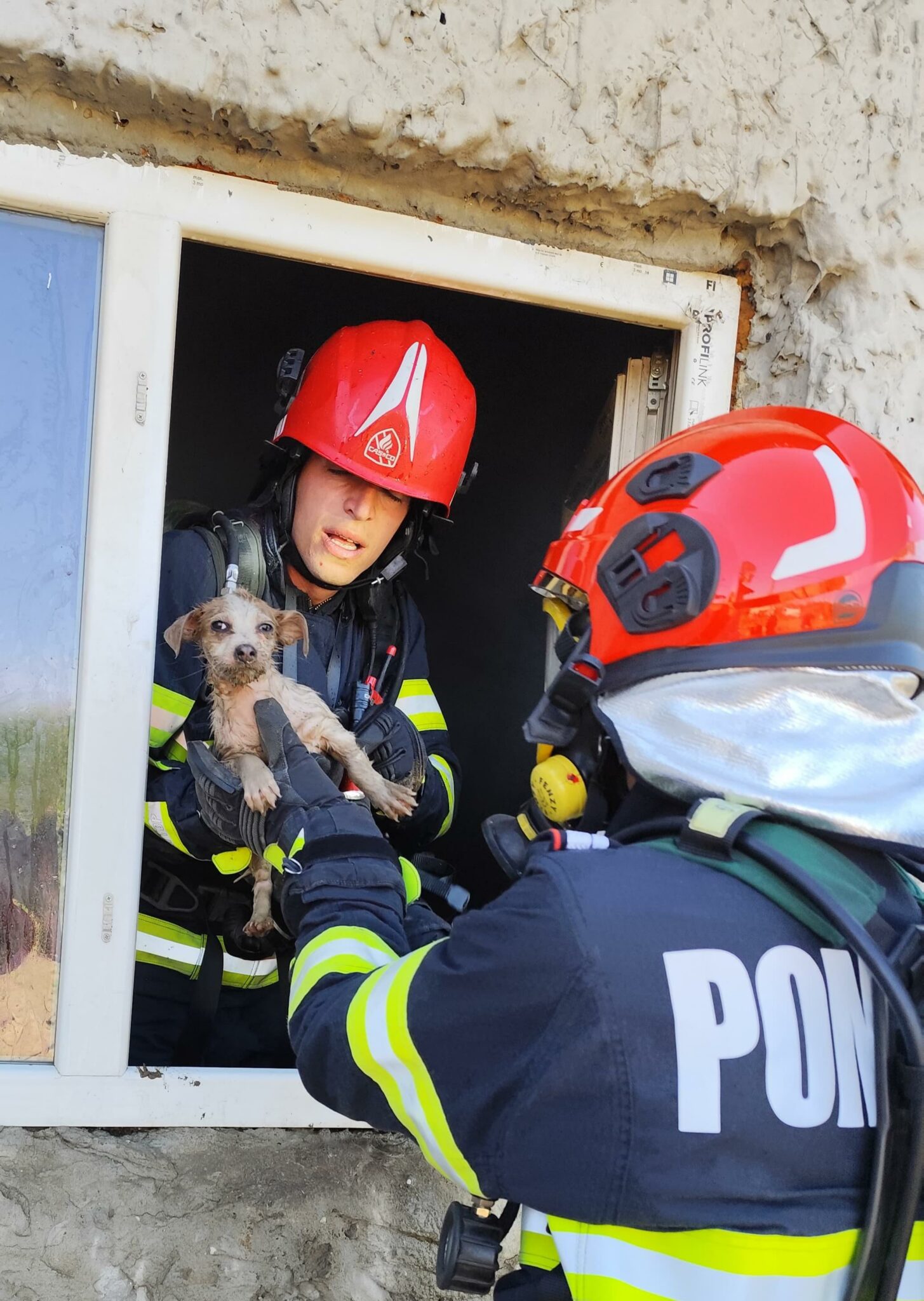 FOTO Pompierii tulceni au salvat un cățel dintr-un incendiu izbucnit la o locuință WhatsApp Image 2025 05 15 at 18.58.02