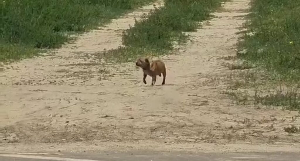 VIDEO/ CRUZIME! A abandonat un cățel ca pe un gunoi, în fața unui hotel din Mamaia Nord / Nici nu a privit în urmă WhatsApp Image 2025 05 31 at 17.02.54