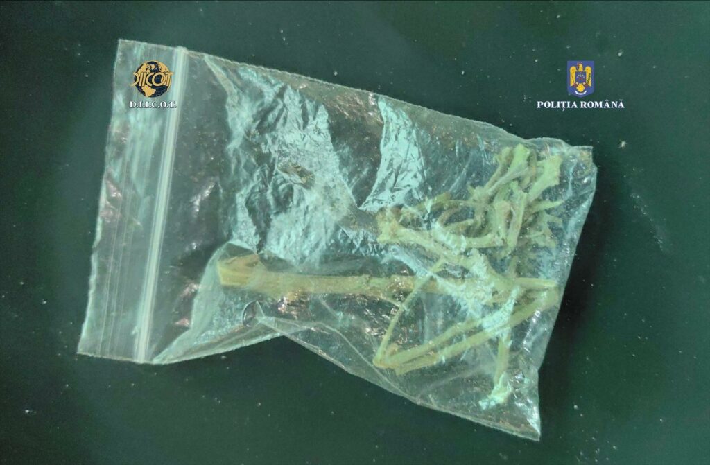 FOTO Traficant de canabis reținut la Constanța/ Canabis și obiecte folosite la dozare, găsite la percheziții 4 FOTO Traficant de canabis reținut la Constanța/ Canabis și obiecte folosite la dozare, găsite la percheziții af98f71d ece4 4e4c af23 9d8705036e3c