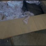 VIDEO 17 kilograme de canabis, aduse din Spania și ascunse în colete/ Voiau să le vândă pe litoral dd
