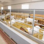 Eșec repetat la licitații pentru Elcomex/ Lichidatorii judiciar nu reușesc să vândă terenurile și fabrica de lapte info935