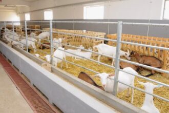Eșec repetat la licitații pentru Elcomex/ Lichidatorii judiciar nu reușesc să vândă terenurile și fabrica de lapte info935