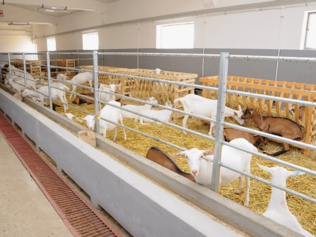 Eșec repetat la licitații pentru Elcomex/ Lichidatorii judiciar nu reușesc să vândă terenurile și fabrica de lapte info935