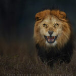Turist ucis de un leu, după ce a ieșit din cort să își facă nevoile, în timpul unui safari de lux în Namibia lion attack photo portrait wildlife photography atif saeed 2