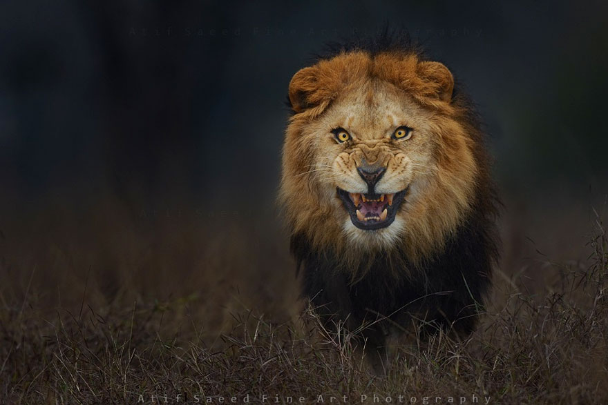 Turist ucis de un leu, după ce a ieșit din cort să își facă nevoile, în timpul unui safari de lux în Namibia lion attack photo portrait wildlife photography atif saeed 2