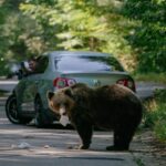RO-Alert: un urs a fost văzut în orașul Mediaș profimedia 0815955493 824x469 1