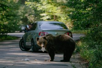 RO-Alert: un urs a fost văzut în orașul Mediaș profimedia 0815955493 824x469 1