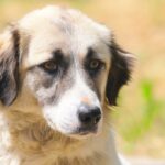 Primăria Constanța continuă campania „Adoptă un cățel!” 1 58