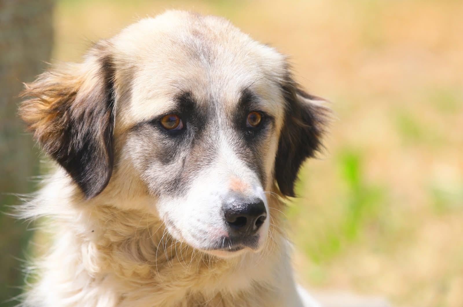 Primăria Constanța continuă campania „Adoptă un cățel!” 1 58
