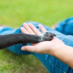Primăria Constanța reamintește drepturile și obligațiile deținătorilor de animale de companie 1 63