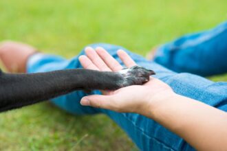 Primăria Constanța reamintește drepturile și obligațiile deținătorilor de animale de companie 1 63