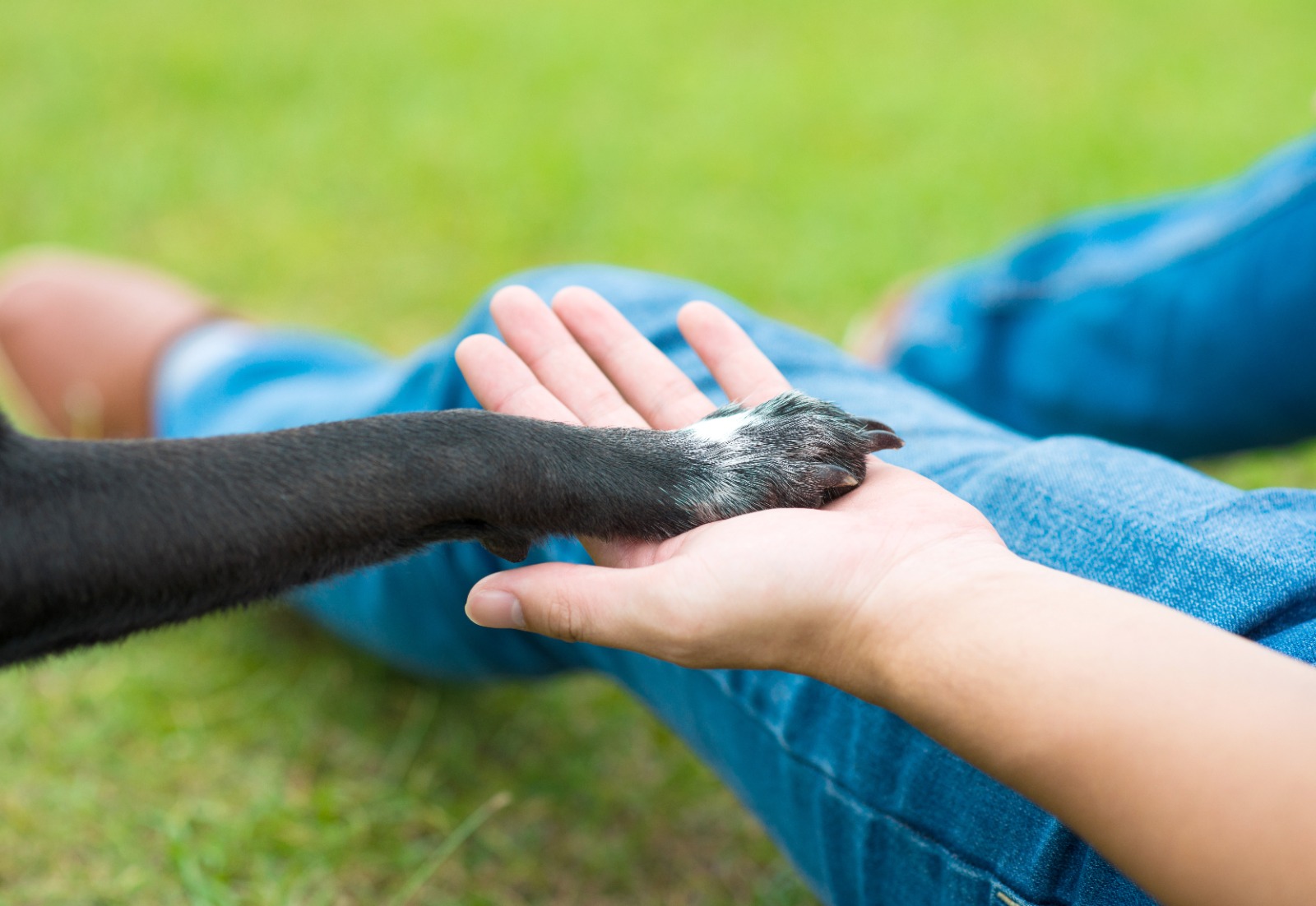 Primăria Constanța reamintește drepturile și obligațiile deținătorilor de animale de companie 1 63